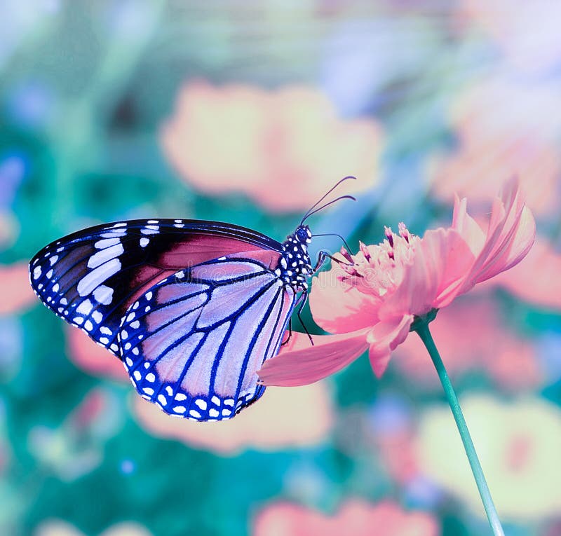 Butterflies on flowers stock image. Image of flower, botany 22806489