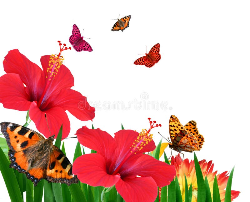 Butterflies on flowers