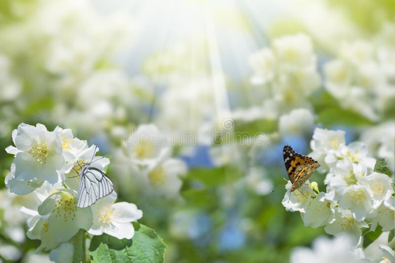 Butterflies on Flowers of Jasmine Stock Image Image of branch, jessamine 73986027