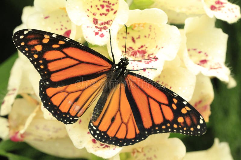 Butterflies on flowers stock image. Image of flower, botany 22806489