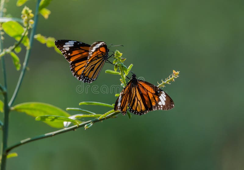 247 Butterflies Having Stock Photos Free & RoyaltyFree Stock Photos