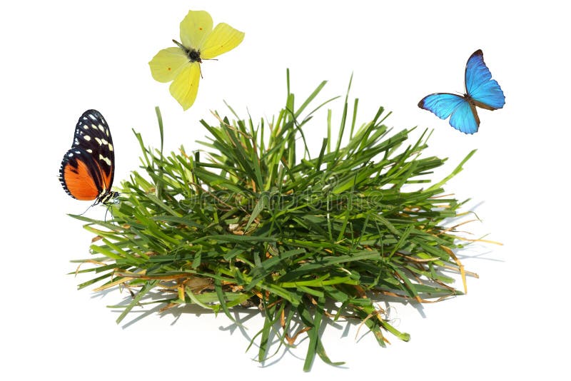 Butterflies and grass stock photo. Image of fauna, background 19393552