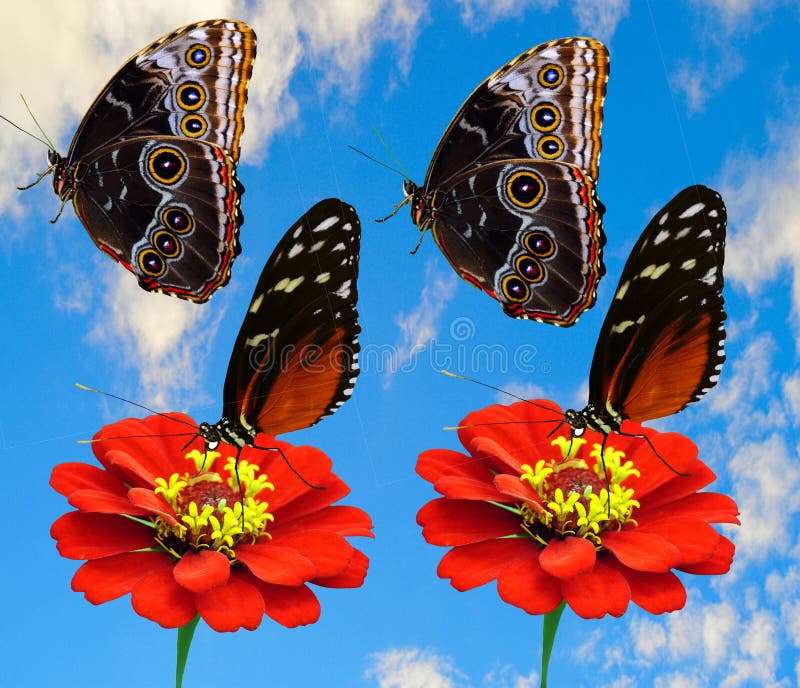 2 Butterflies Heliconius hecate Latin name Heliconius hecate) and 2 Blue morpho butterfly Latin name Morpho peleides. 2 Butterflies Heliconius hecate Latin name Heliconius hecate) and 2 Blue morpho butterfly Latin name Morpho peleides