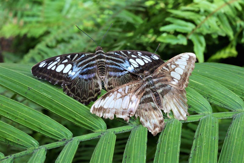 Butterflies stock image. Image of plants, scaly, vegetation 94474829
