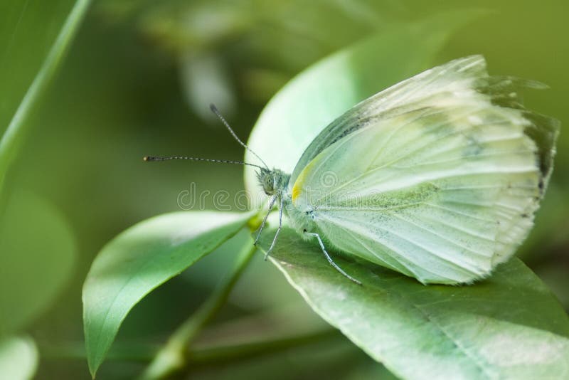 Butterflies and leaves, hd butterflies royalty free stock photography Butterflies and leaves, hd butterflies royalty free stock photography