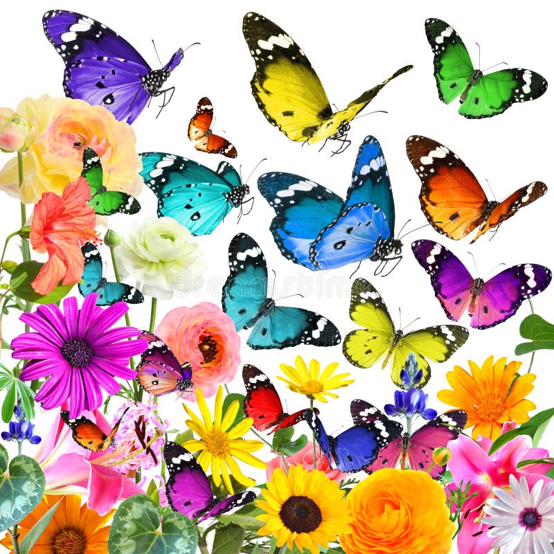 Butterflies magic world