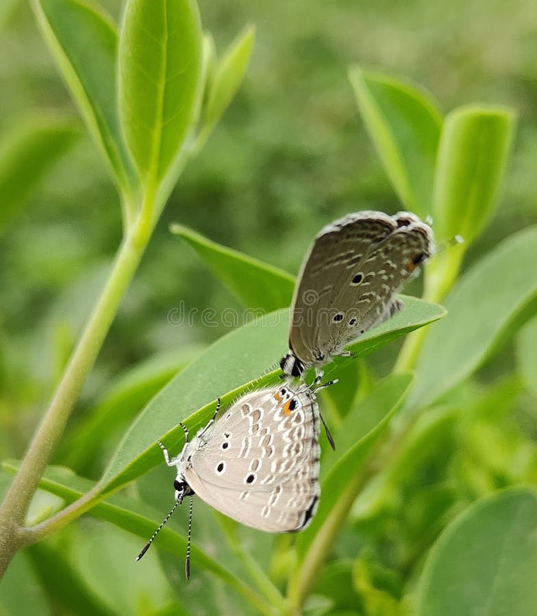 Butterflies Making Love, Two Butterflies, Blues Butterfly Stock Photo