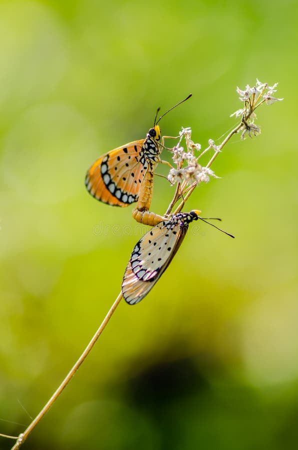 Butterflies mating stock photo. Image of field, wing 52749268