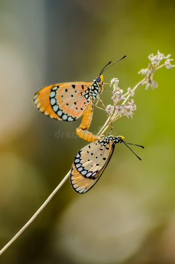 Butterflies mating stock photo. Image of leaf, green 52749286