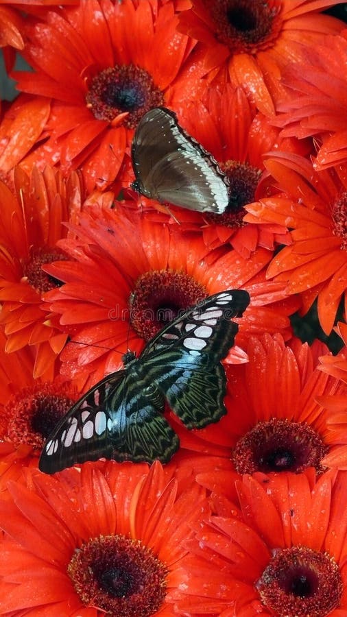 Butterflies on red flowers stock photo. Image of colorful 10890434