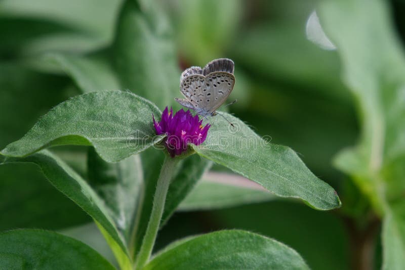 Butterflies stop on the flowers of Globe Amaranth! royalty free stock photo Butterflies stop on the flowers of Globe Amaranth! royalty free stock photo