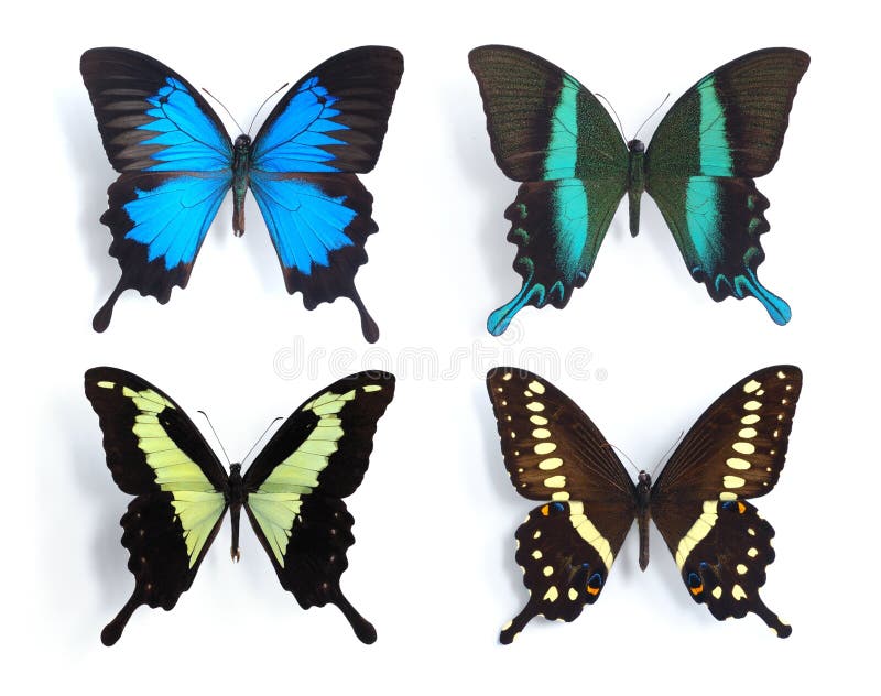 Butterflies,Swallowtail,Papilionidae, on the white background. Butterflies,Swallowtail,Papilionidae, on the white background