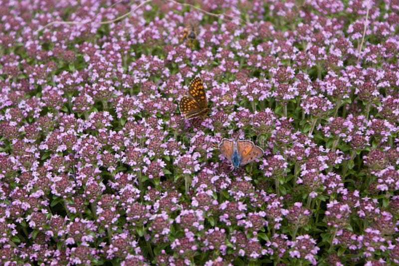 Butterflies on thyme flowers