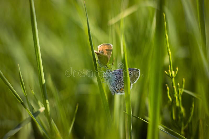 Butterflies stock image. Image of nectar, eating, colorful 103073187