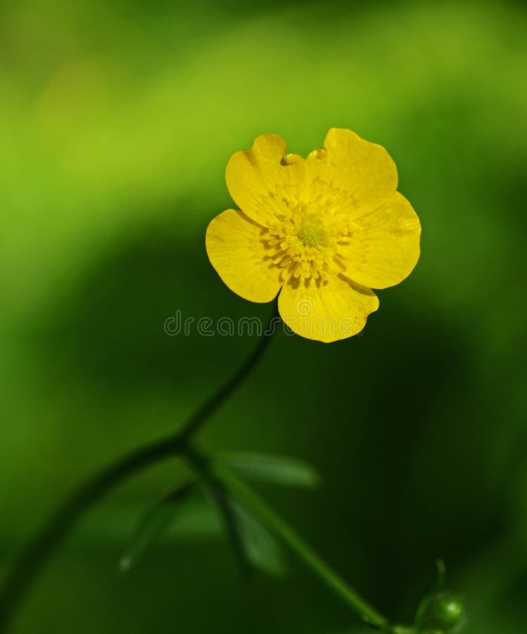 Butterflower stock image. Image of plant, spring, garden 36506147