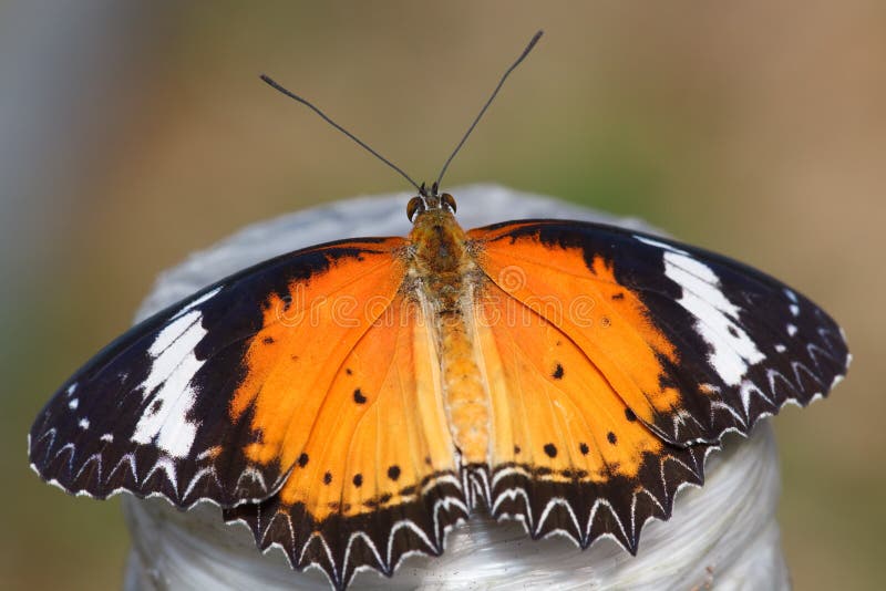 White & Orange Butterfly Stock Image Image of nature, background 2202113