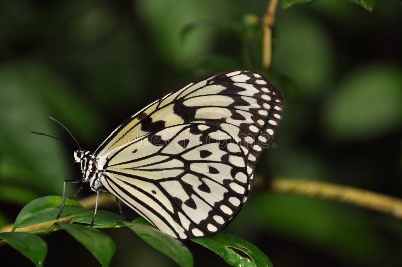 A butterfly is any of several groups of mainly day-flying insects of the order Lepidoptera, the butterflies and moths. Like other holometabolous insects, butterflies ' life cycle consists of four parts, egg, larva, pupa and adult. Most species are diurnal.