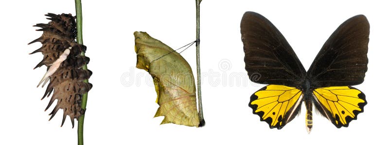 Butterfly life cycle isolated in white background.