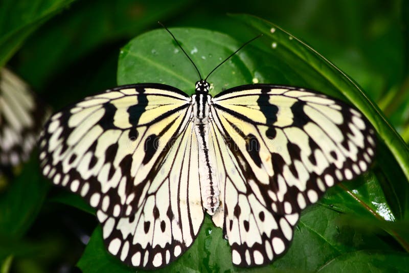 A butterfly is any of several groups of mainly day-flying insects of the order Lepidoptera, the butterflies and moths. Like other holometabolous insects, butterflies ' life cycle consists of four parts, egg, larva, pupa and adult. Most species are diurnal.