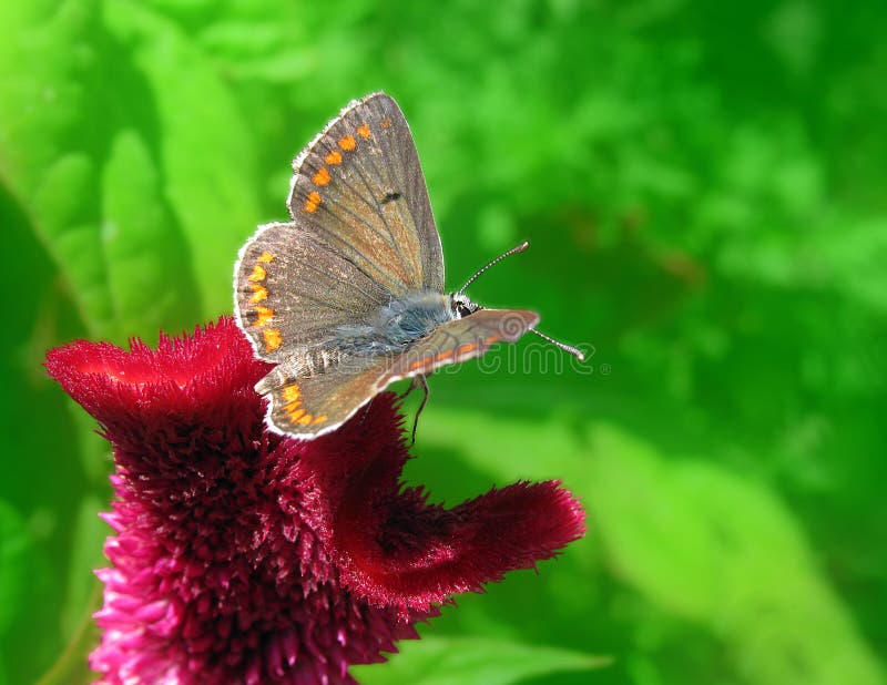 Butterfly (lycaenidae) sitting on flower in garden