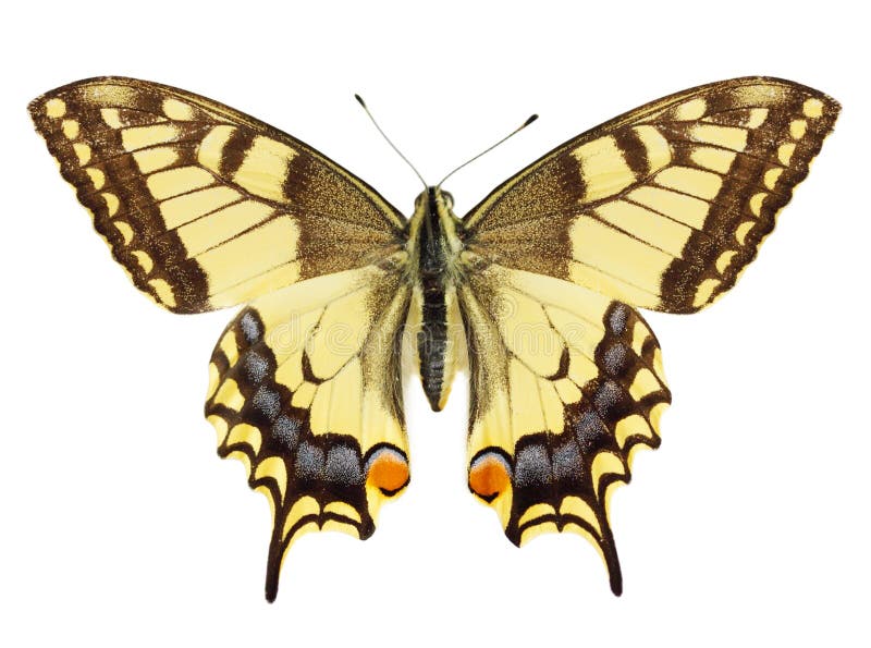 Butterfly stock image