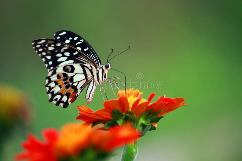 Name: Lime Butterfly Family: Papilionidae Sub Family: Papilionidae Species: Papilio demoleus The wings are black There are points where the cream and spread wings. The red dots. The horizon is the end of the wing at one point. Eyes like large animals.