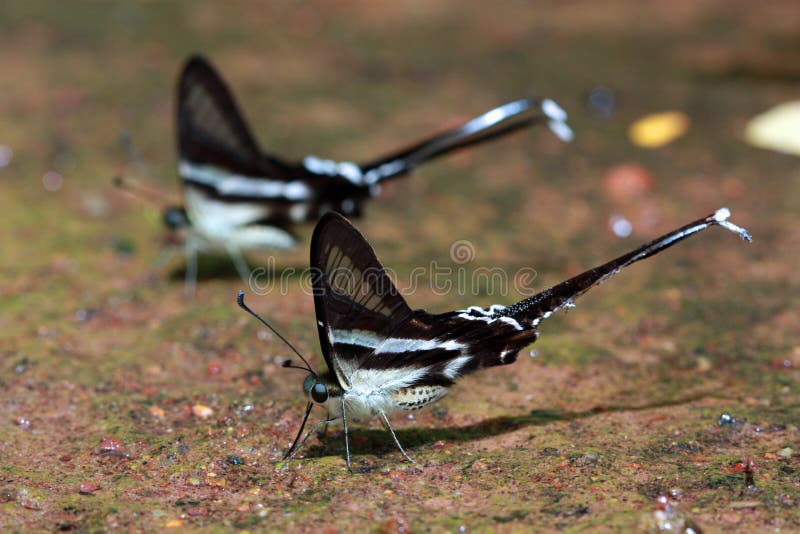 Common names. White Dragontail. Scientific name. Lamproptera curius curius (Fabricius). Family name. Papilionidae. Common names. White Dragontail. Scientific name. Lamproptera curius curius (Fabricius). Family name. Papilionidae.