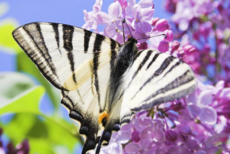 Yellow Black White Monarch Butterfly Free Stock Photos & Pictures