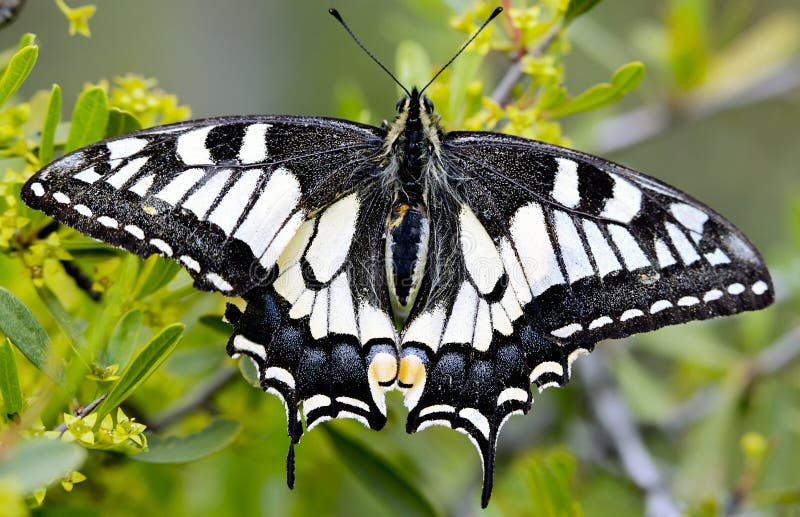 Butterfly stock photos Butterfly stock photos