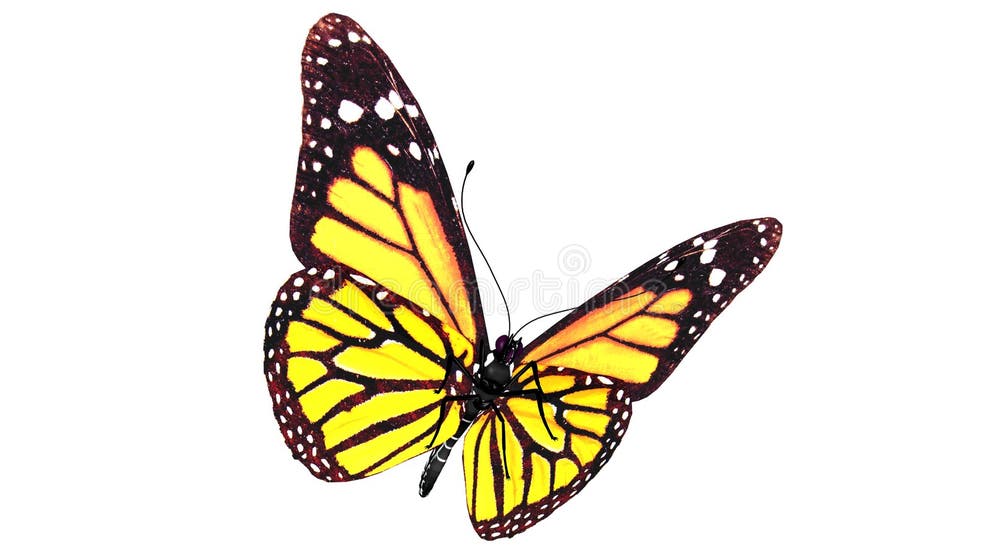 257 Butterfly Kaleidoscope Stock Photos Free & RoyaltyFree Stock