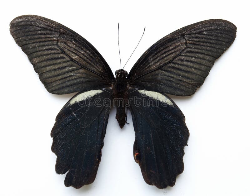 Black butterfly in specimen box,papilio bianor,arthropoda insect lepidoptera papilionidae major range in China least concern