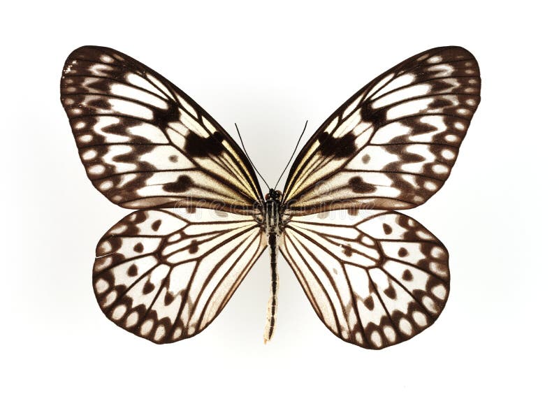 Close-up shot of a butterfly isolated on white background