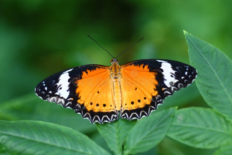 White & Orange Butterfly Stock Image Image of nature, background 2202113