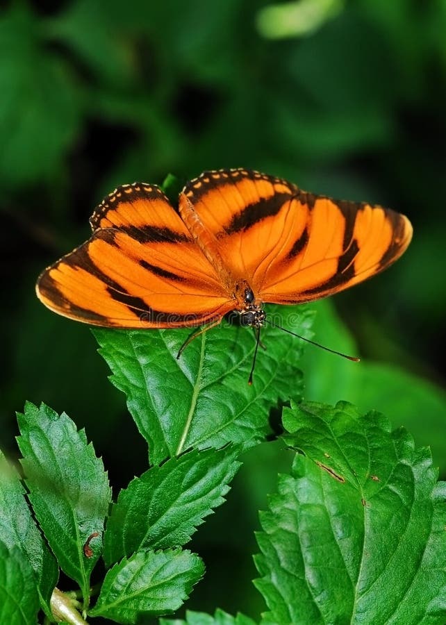 Butterfly Green Garden Free Stock Photos & Pictures, Butterfly Green Garden RoyaltyFree and