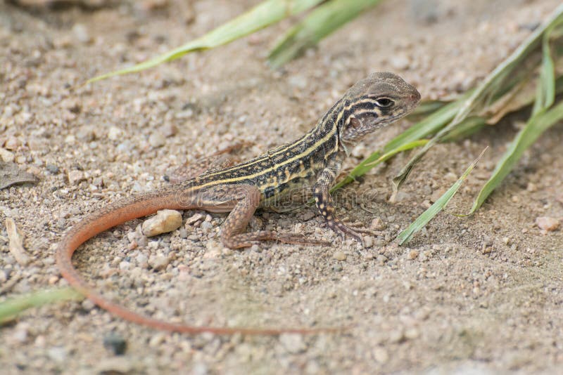 Butterfly Agama Lizard Stock Photos Download 145 Royalty Free Photos
