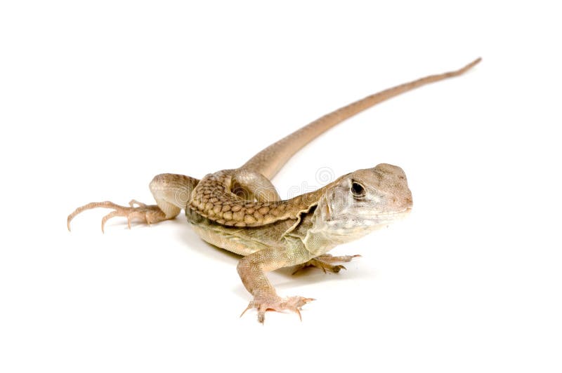 Butterfly Agama Lizard (Liolepis belliana)