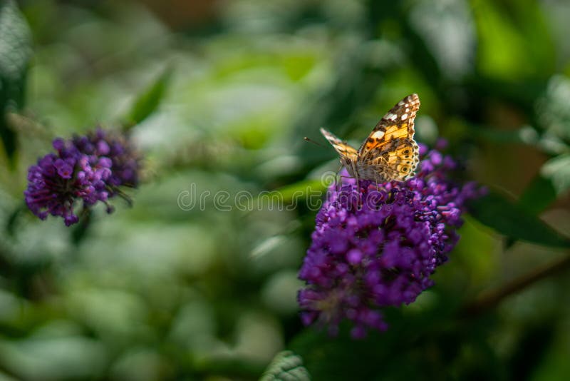 Butterfly on Anise Hyssop Flowers royalty free stock photo Butterfly on Anise Hyssop Flowers royalty free stock photo