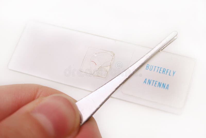 Butterfly Antenna