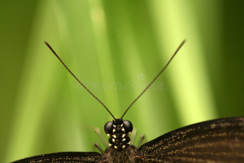 Butterfly with antennae stock image. Image of color, lepidoptera 5643651