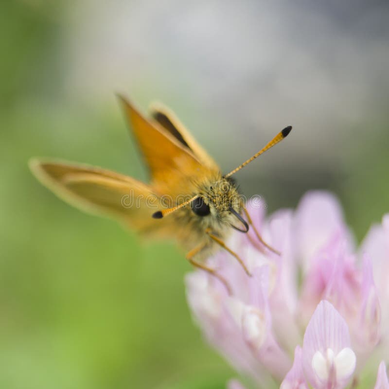 Butterfly Antennae stock image. Image of garden, wild 43618593