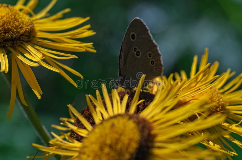 Butterfly Aphantopus hyperantus on the flower Inula helenium royalty free stock photos