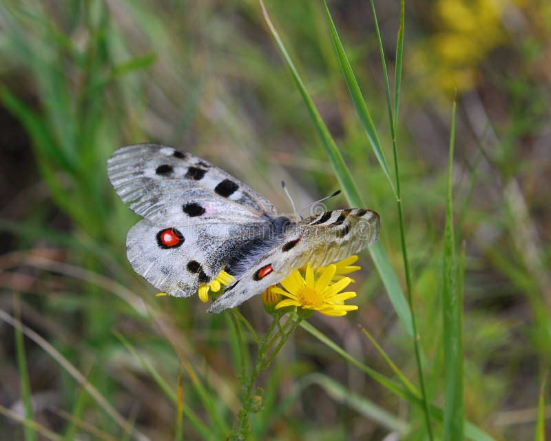 The butterfly Apollo or Mountain Apollo (Parnassius apollo) of the Papilionidae family. it is rare butterfly also listed on Appendix II on the Convention on International Trade in Endangered Species.