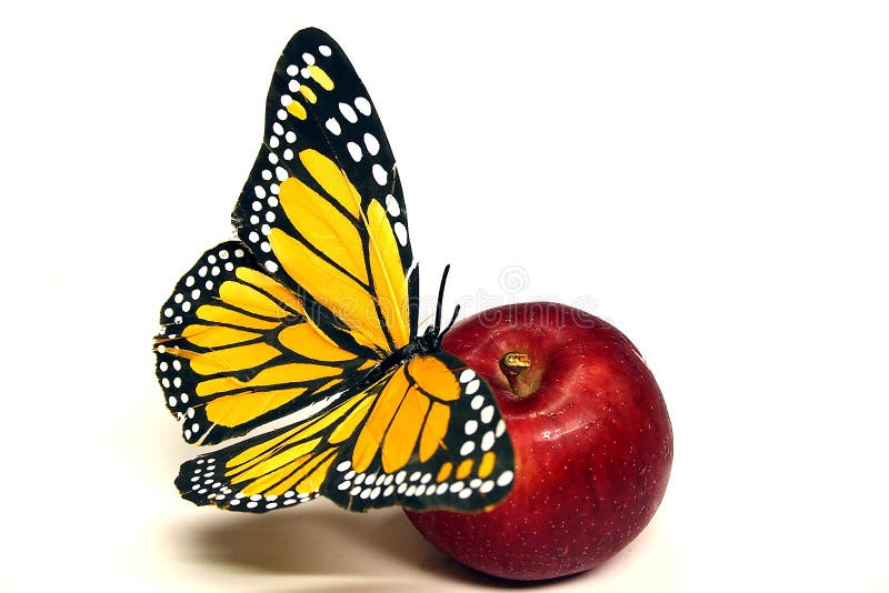 Butterfly And Apple Royalty Free Stock Photos Image 1331058