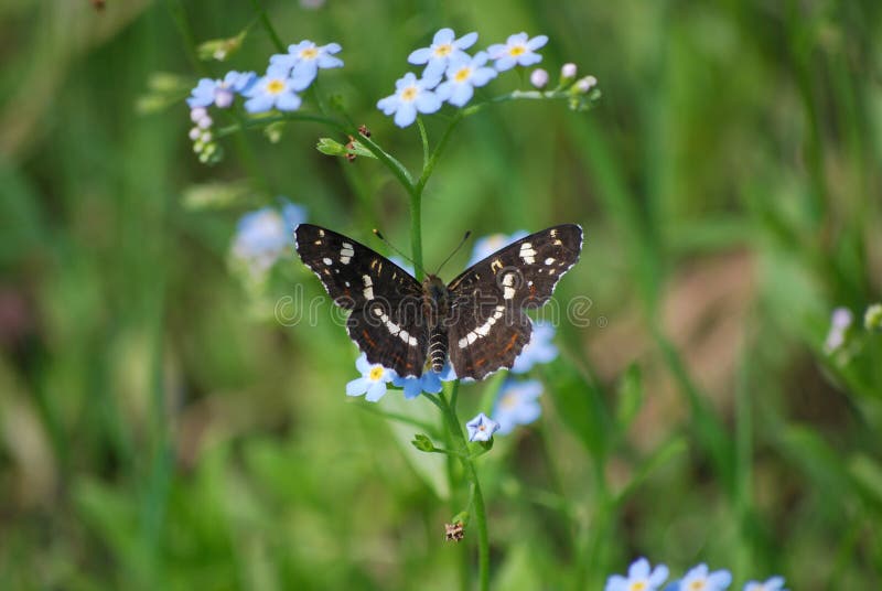 Butterfly Araschnia levana second