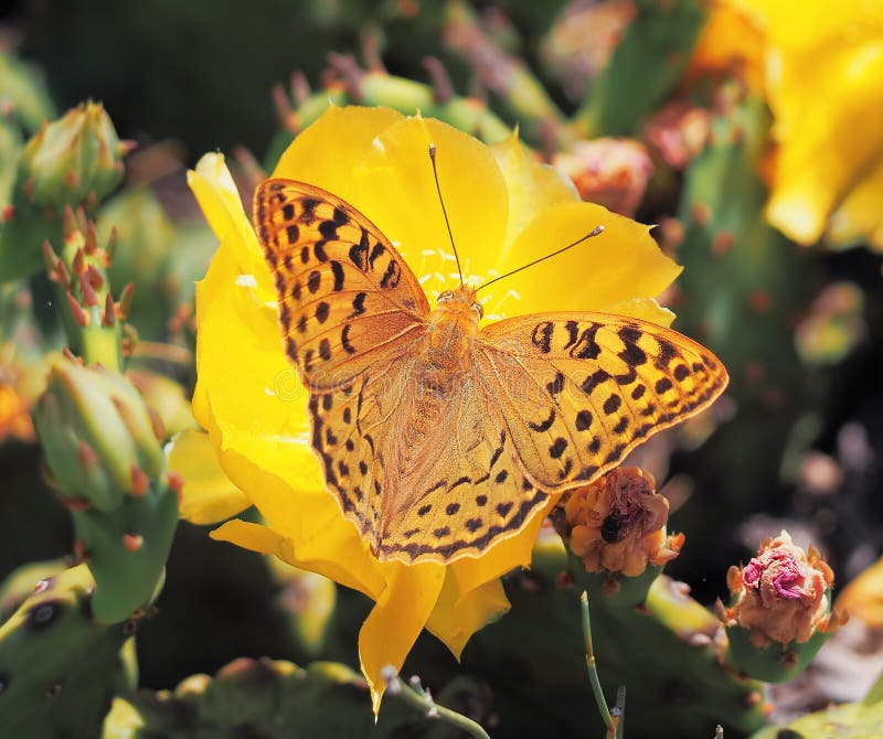 937 Butterfly Cactus Stock Photos Free & RoyaltyFree Stock Photos