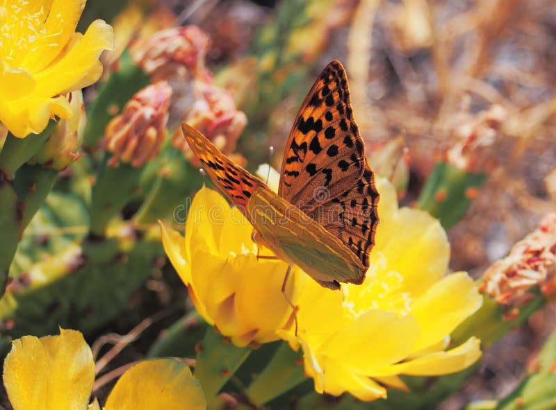 937 Butterfly Cactus Stock Photos Free & RoyaltyFree Stock Photos