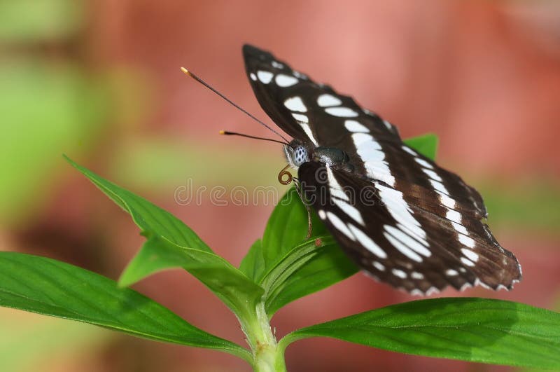 Butterfly Athyma reta moorei or Malay Staff Sergeant