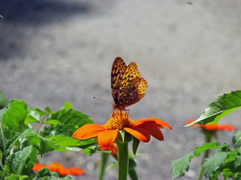 Butterfly Atop Orange Flower at the Mohonk Mountain House royalty free stock image Butterfly Atop Orange Flower at the Mohonk Mountain House royalty free stock image