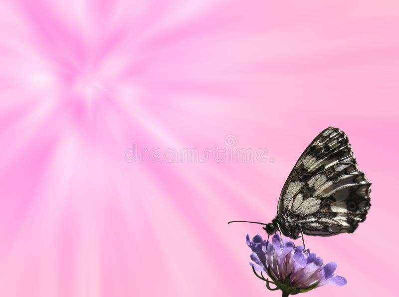 Butterfly background