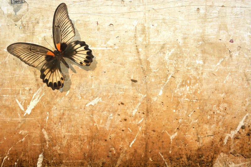 Butterfly background stock photography Butterfly background stock photography